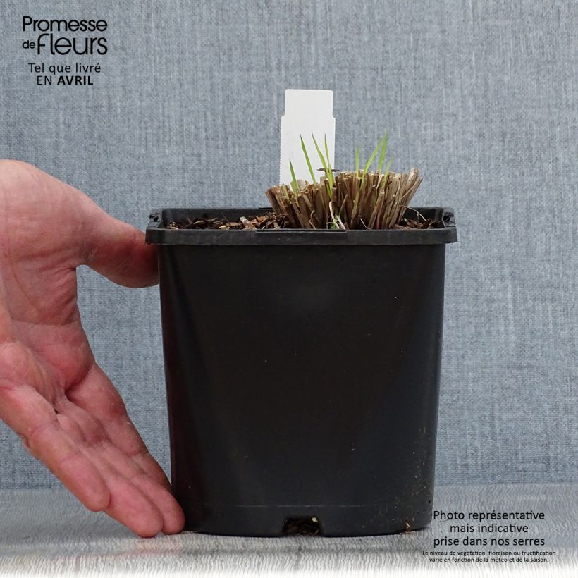 Amostra de Schizachyrium scoparium Colorado Vaso de 2 L/3 L tal como entregue na primavera