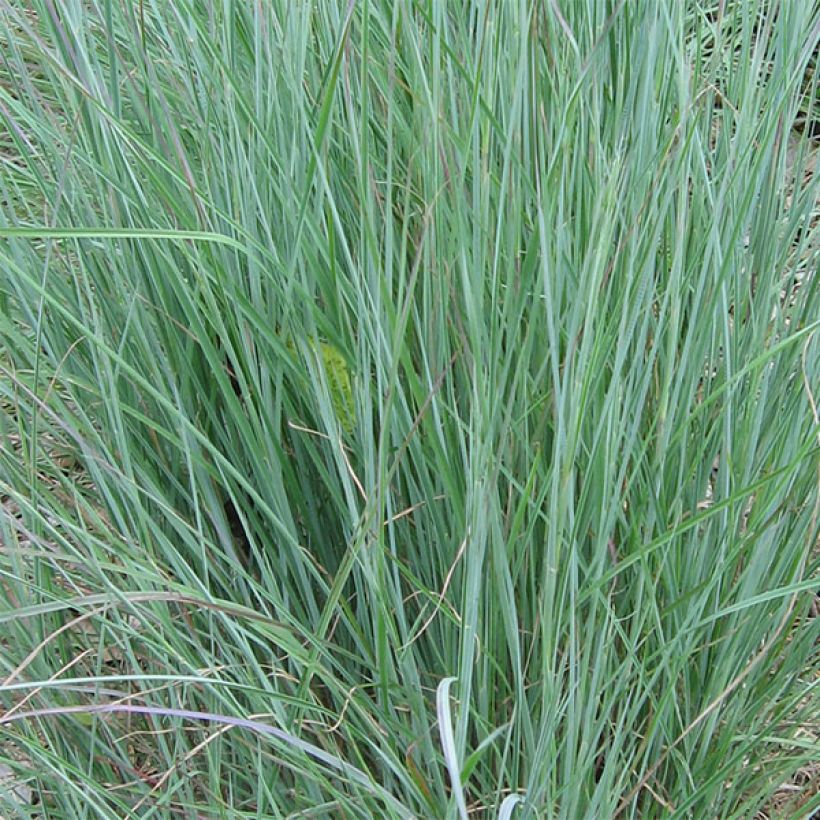 Schizachyrium scoparium (Folhagem)