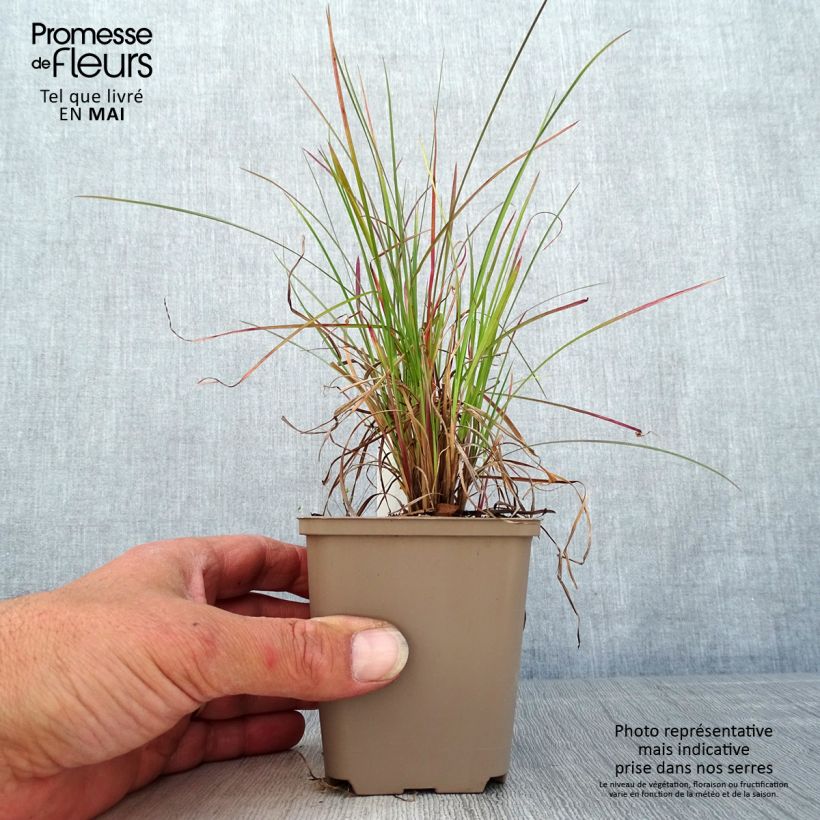 Amostra de Schizachyrium scoparium Blaze Vaso de 8/9 cm tal como entregue na primavera