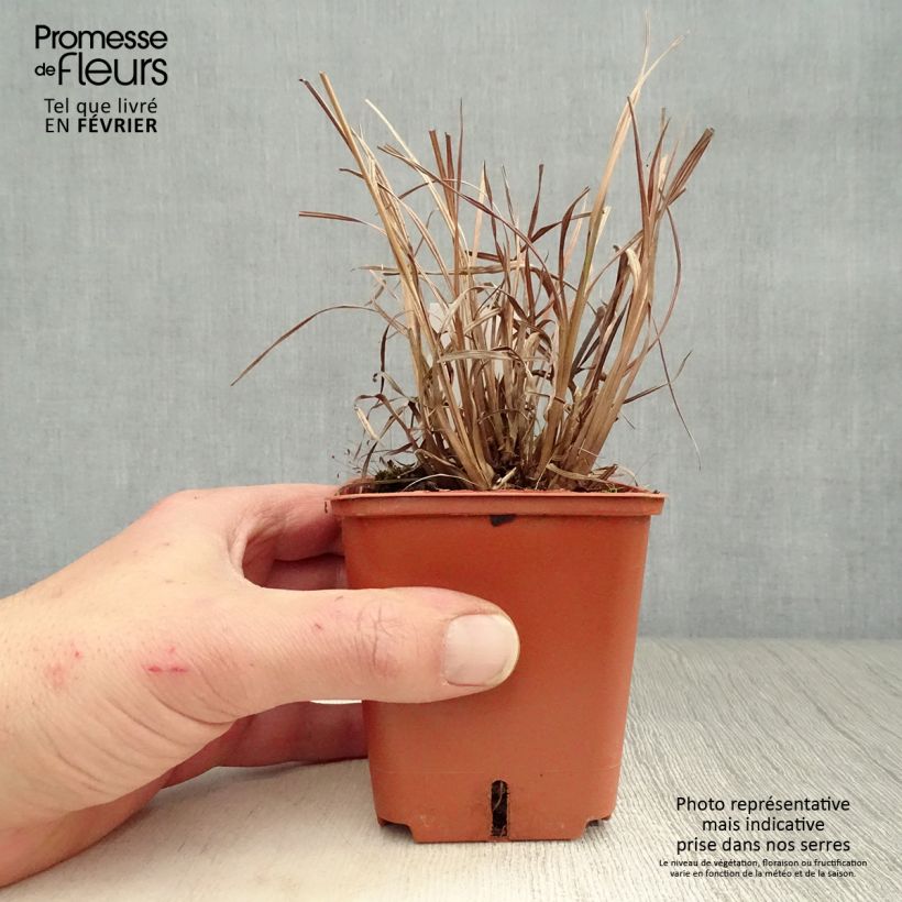 Amostra de Schizachyrium scoparium Blue Heaven Vaso de 8/9 cm tal como entregue no inverno