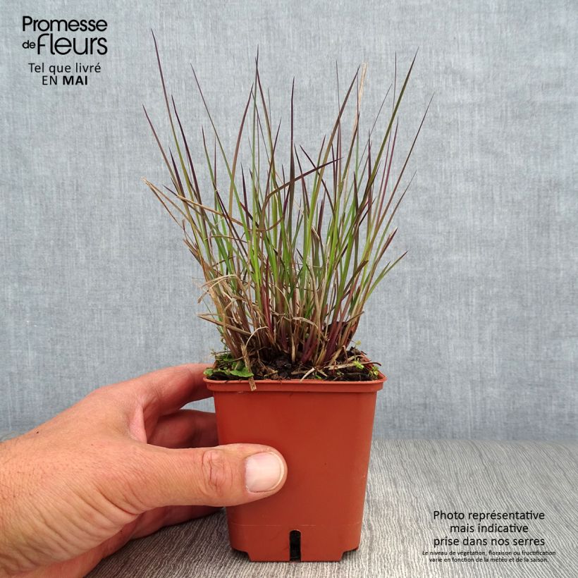Amostra de Schizachyrium scoparium Blue Heaven Vaso de 8/9 cm tal como entregue na primavera