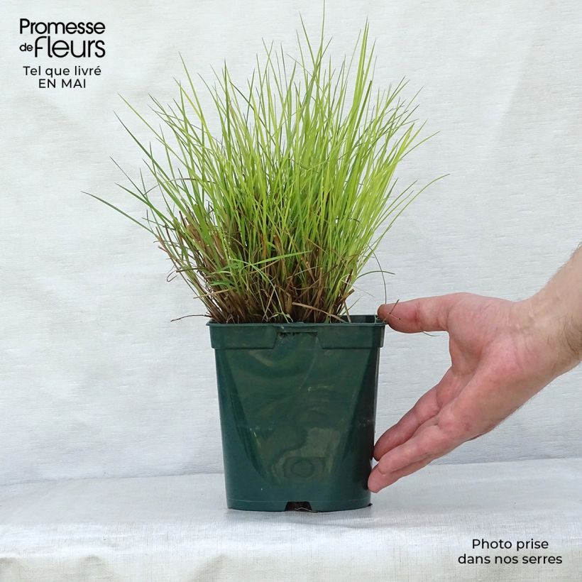 Amostra de Schizachyrium scoparium Blue Heaven Vaso de 2 L/3 L tal como entregue na primavera