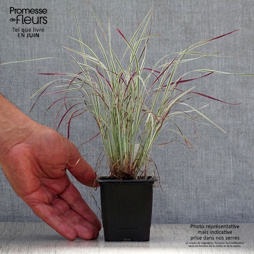 Amostra de Schizachyrium scoparium Chameleon Vaso de 8/9 cm tal como entregue no verão
