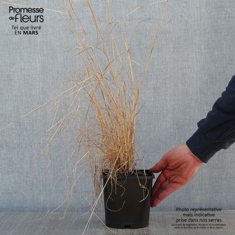 Amostra de Schizachyrium scoparium Chameleon Vaso de 2 L/3 L tal como entregue no inverno