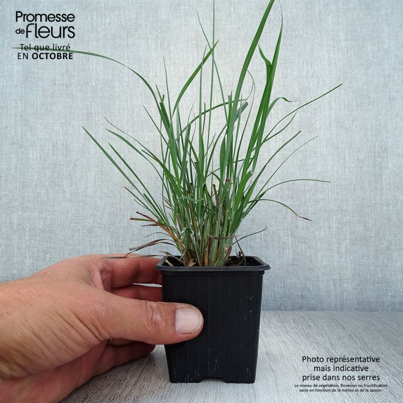 Amostra de Schizachyrium scoparium Vaso de 8/9 cm tal como entregue no outono