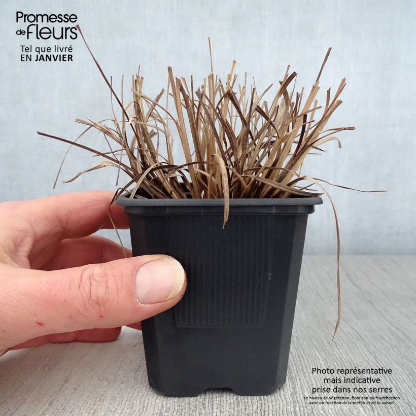 Amostra de Schizachyrium scoparium Vaso de 8/9 cm tal como entregue no inverno