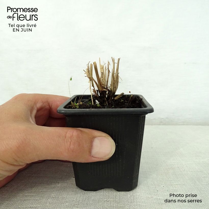 Amostra de Schizachyrium scoparium Vaso de 8/9 cm tal como entregue no verão