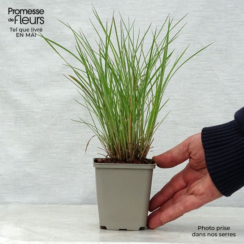Amostra de Schizachyrium scoparium Ha Ha Tonka Vaso de 8/9 cm tal como entregue na primavera