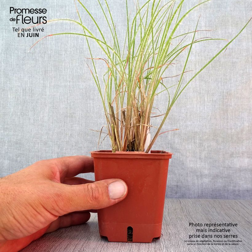 Amostra de Schizachyrium scoparium Ha Ha Tonka Vaso de 8/9 cm tal como entregue no verão