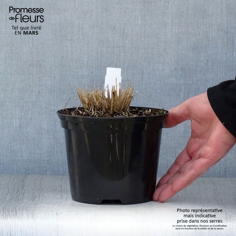 Amostra de Schizachyrium scoparium Ha Ha Tonka Vaso de 2 L/3 L tal como entregue na primavera