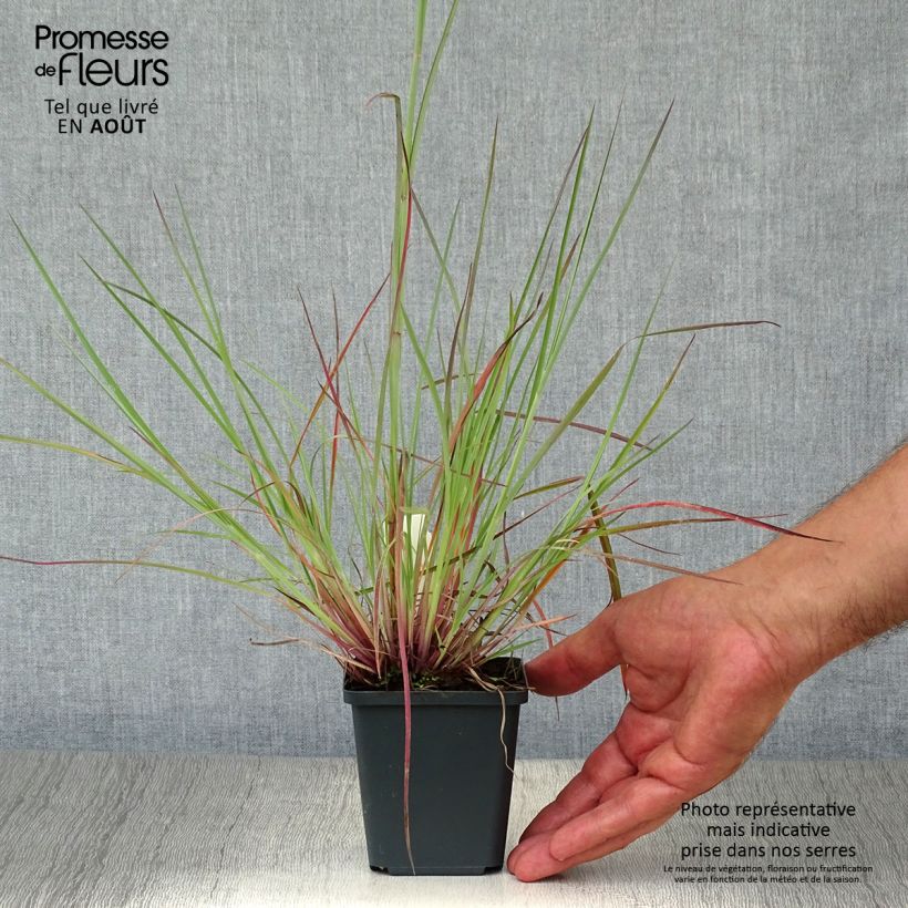 Amostra de Schizachyrium scoparium Prairie Blues Vaso de 8/9 cm tal como entregue no verão