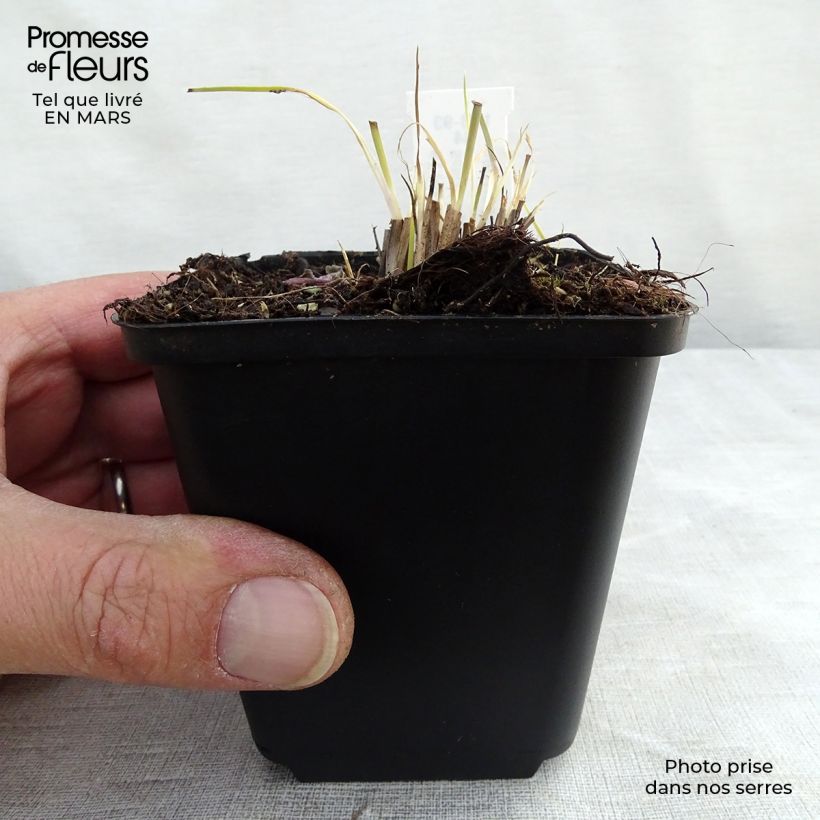 Amostra de Schizachyrium scoparium Prairie Blues Vaso de 8/9 cm tal como entregue na primavera