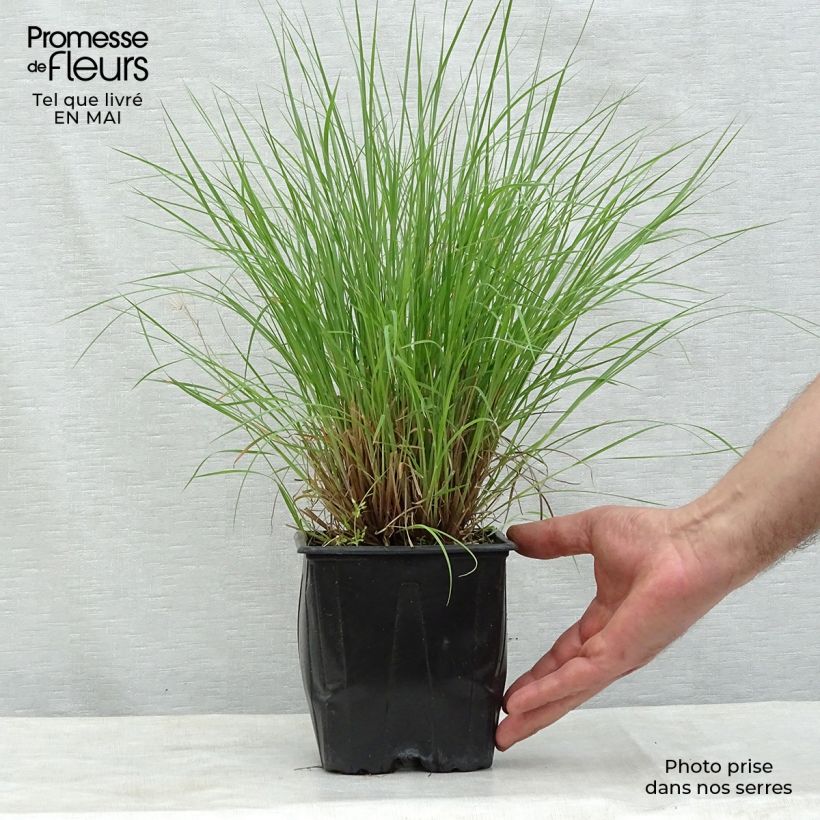 Amostra de Schizachyrium scoparium Prairie Blues Vaso de 2 L/3 L tal como entregue na primavera