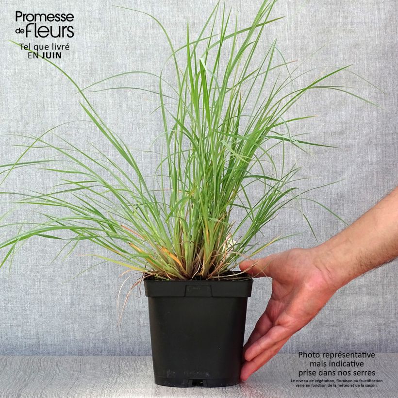 Amostra de Schizachyrium scoparium Prairie Blues Vaso de 2 L/3 L tal como entregue no verão