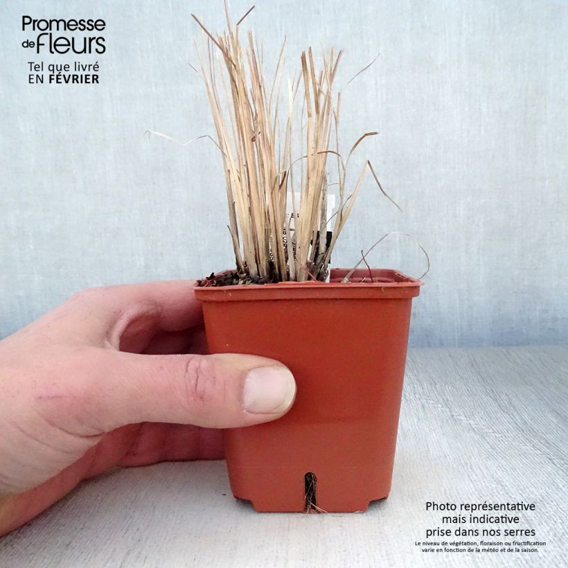 Amostra de Schizachyrium scoparium Standing Ovation Vaso de 8/9 cm tal como entregue no inverno