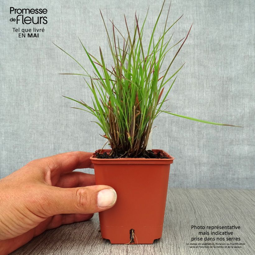 Amostra de Schizachyrium scoparium Standing Ovation Vaso de 8/9 cm tal como entregue na primavera