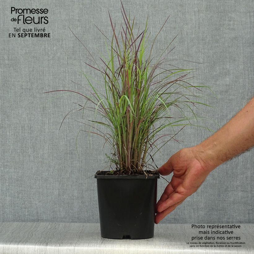 Amostra de Schizachyrium scoparium Twilight Zone Vaso de 2 L/3 L tal como entregue no outono
