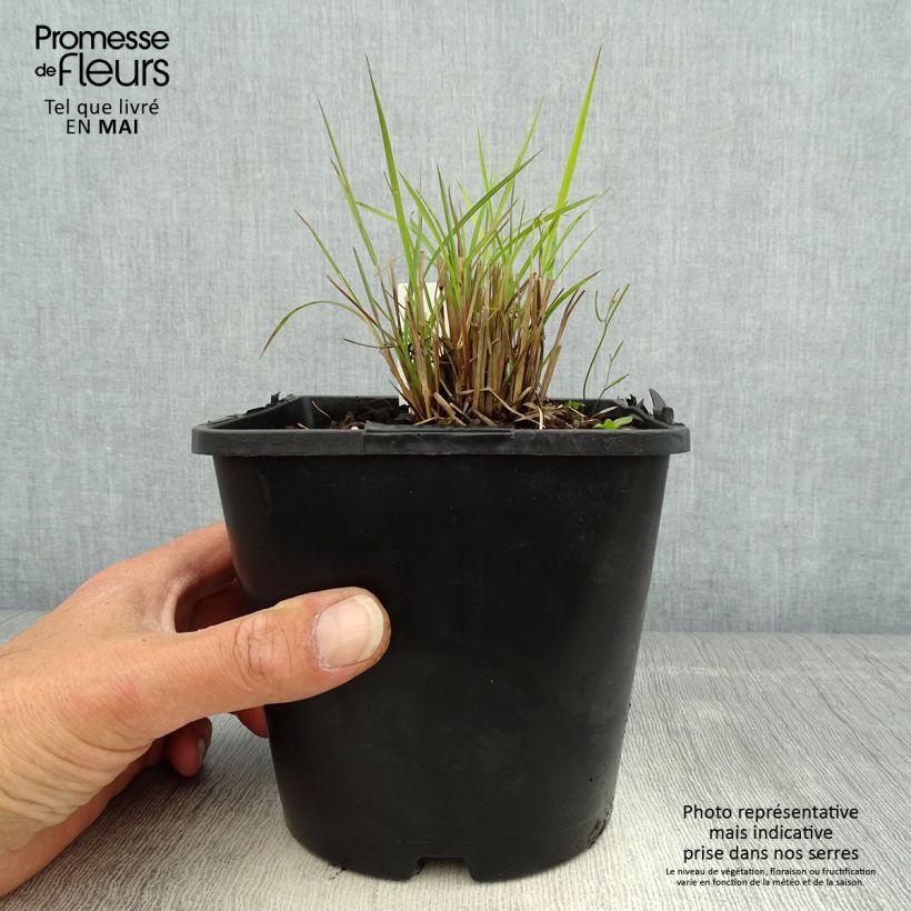 Amostra de Schizachyrium scoparium Twilight Zone Vaso de 2 L/3 L tal como entregue na primavera