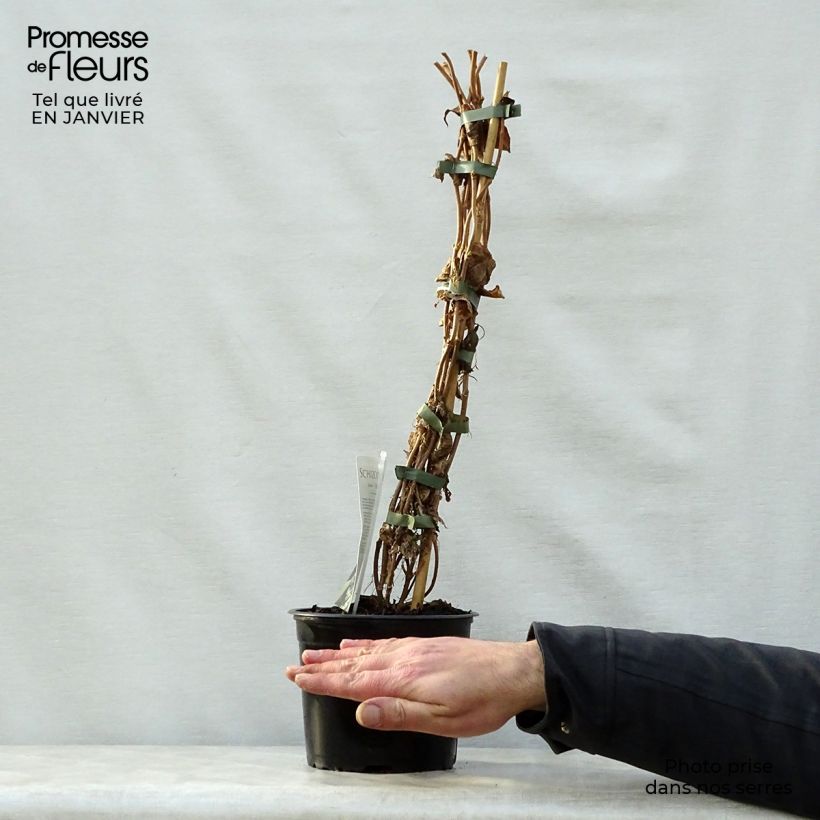 Amostra de Schizophragma Angel Wings - Hortensia grimpant Pot de 2L/3L tal como entregue no inverno