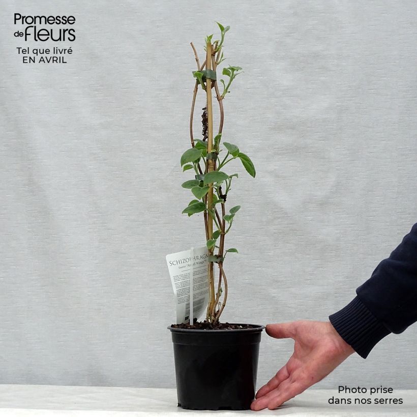 Amostra de Schizophragma fauriei Angel Wings Vaso de 2 L/3 L tal como entregue na primavera