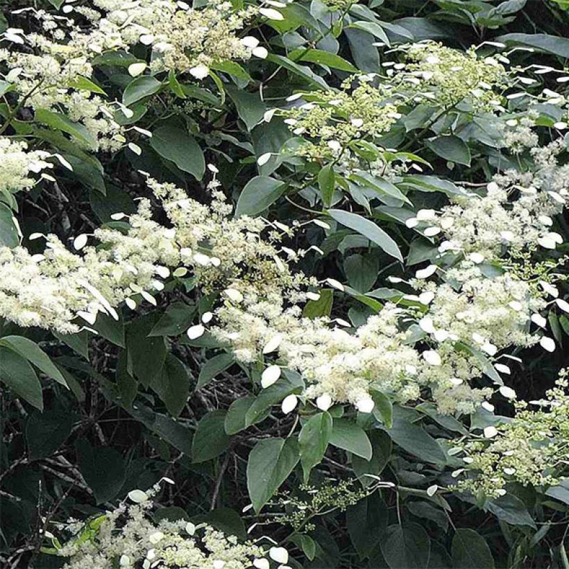 Schizophragma fauriei (Floração)