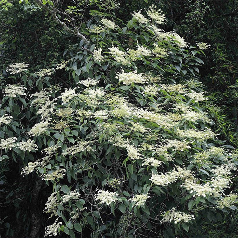 Schizophragma fauriei (Hábito)