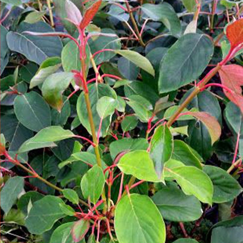 Schizophragma hydrangeoides Red Rhapsody (Folhagem)