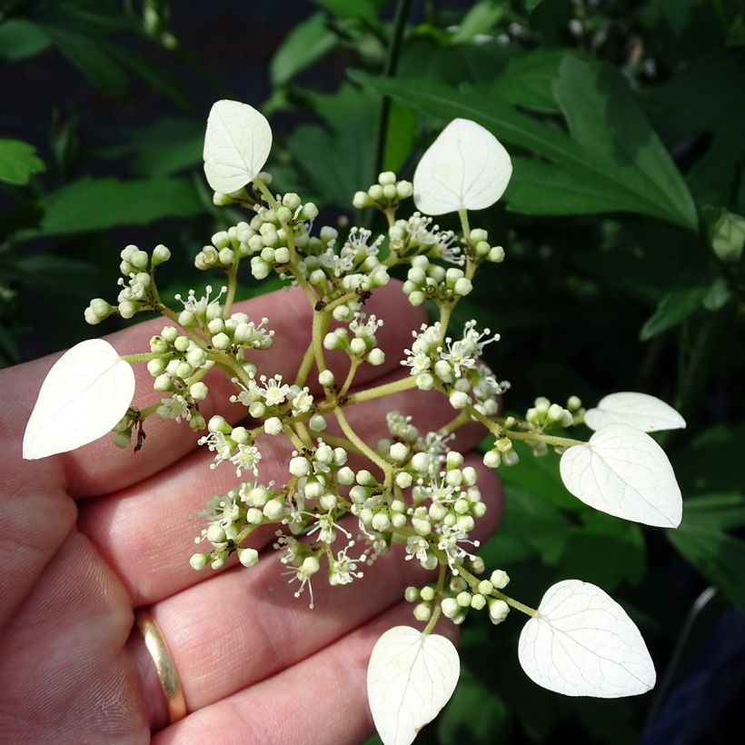 Schizophragma hydrangeoides (Floração)
