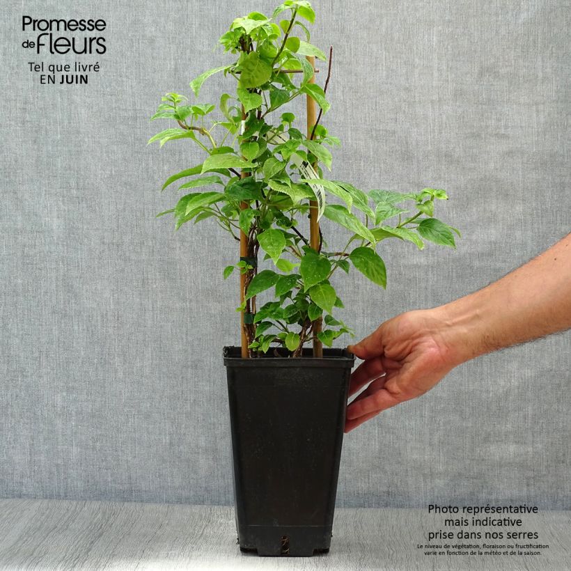 Amostra de Schizophragma hydrangeoides Vaso de 2 L/3 L tal como entregue no verão