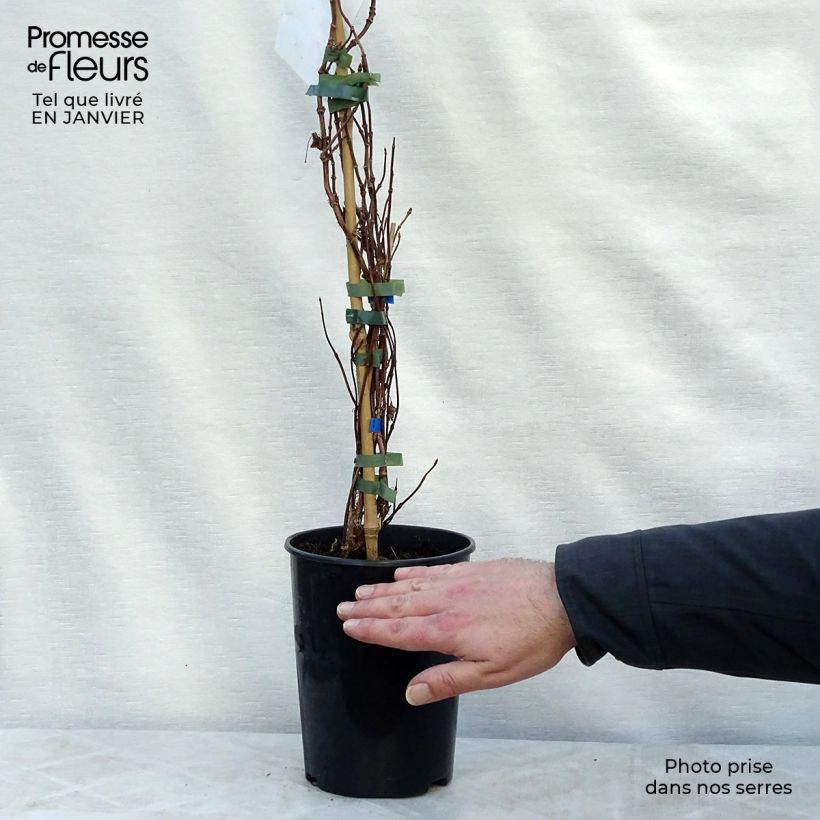 Amostra de Schizophragma hydrangeoides Moonlight Vaso de 2 L/3 L tal como entregue no inverno