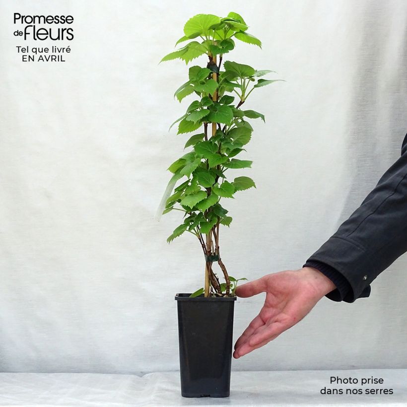 Amostra de Schizophragma hydrangeoides Moonlight Vaso de 2 L/3 L tal como entregue na primavera