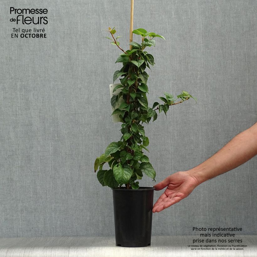 Amostra de Schizophragma hydrangeoides Moonlight Vaso de 2 L/3 L tal como entregue no outono