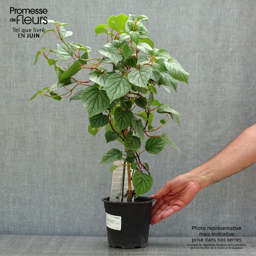 Amostra de Schizophragma hydrangeoides Moonlight Vaso de 2 L/3 L tal como entregue no verão