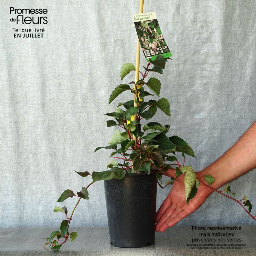 Amostra de Schizophragma hydrangeoides Rose Sensation Vaso de 2 L/3 L tal como entregue no verão