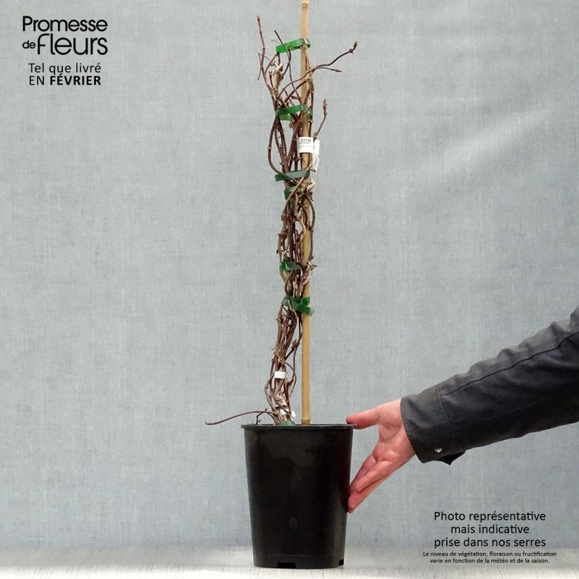 Amostra de Schizophragma hydrangeoides Rose Sensation (Roseum) Vaso de 2 L/3 L tal como entregue no inverno