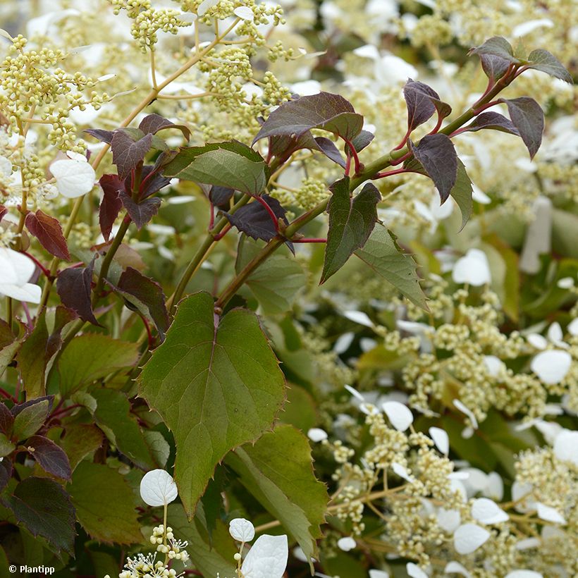 Schizophragma hydrangeoides Snow Sensation (Folhagem)
