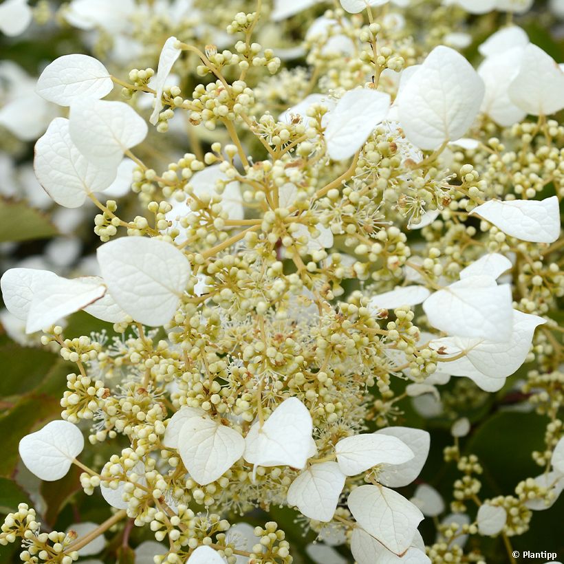 Schizophragma hydrangeoides Snow Sensation (Floração)