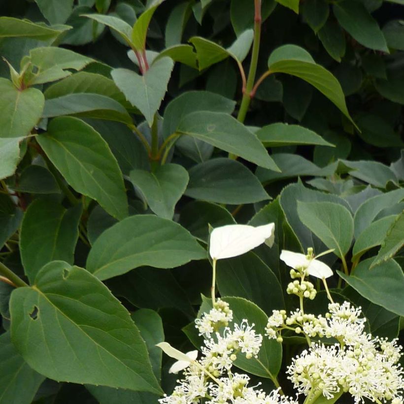 Schizophragma hydrangeoides Windmills (Folhagem)