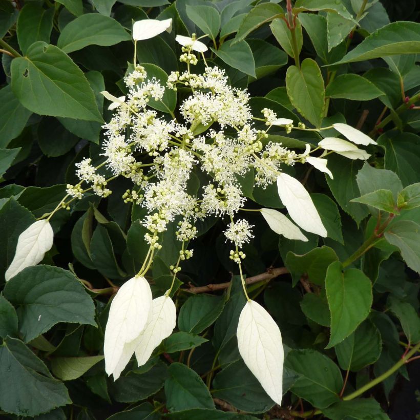 Schizophragma hydrangeoides Windmills (Floração)