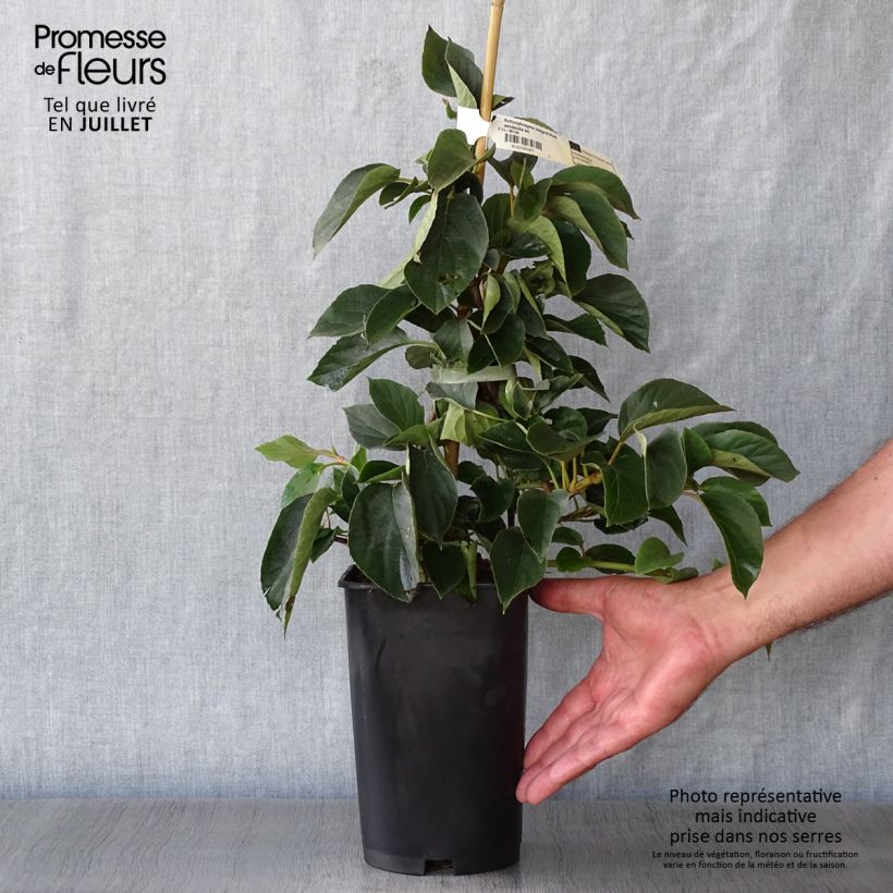 Amostra de Schizophragma hydrangeoides Windmills Vaso de 2 L/3 L tal como entregue no verão