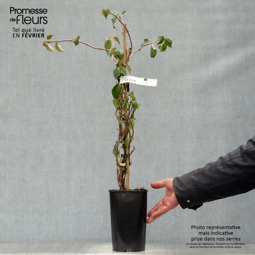 Amostra de Schizophragma hydrangeoides Windmills Vaso de 2 L/3 L tal como entregue no inverno