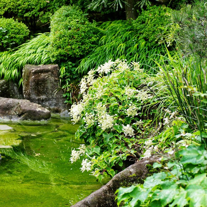 Schizophragma hydrangeoides (Hábito)