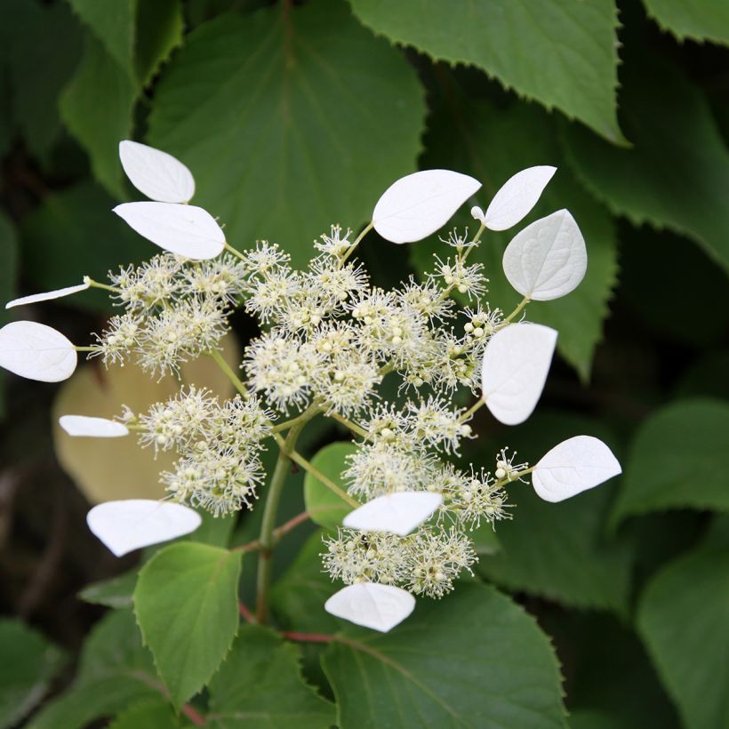 Schizophragma integrifolia (Floração)