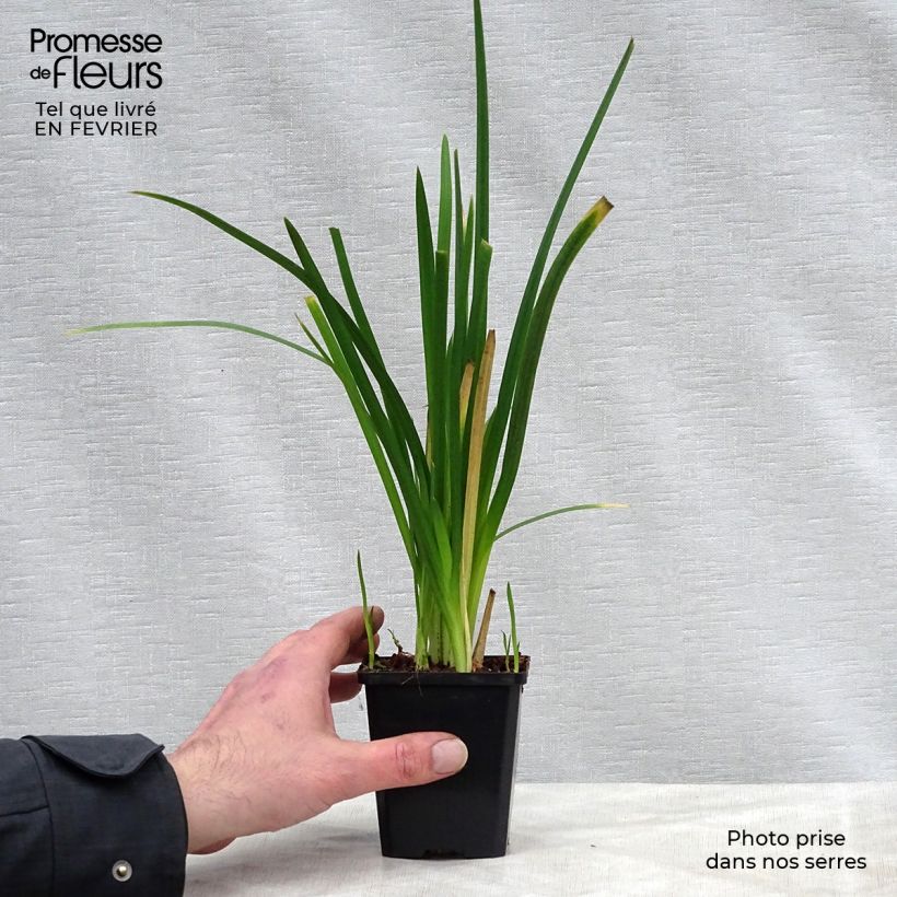 Amostra de Schizostylis cocc.Mrs Hegarty - Lis des Cafres Vaso de 8/9 cm tal como entregue no inverno