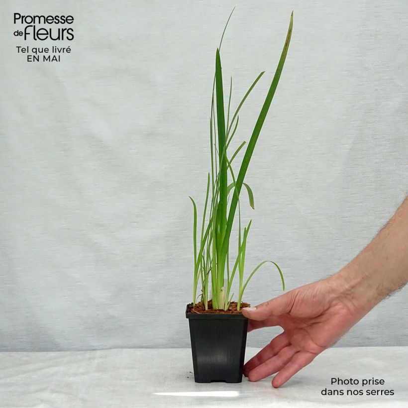 Amostra de Schizostylis coccinea Mrs Hegarty Vaso de 8/9 cm tal como entregue na primavera