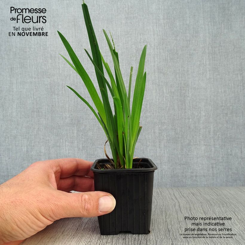 Amostra de Schizostylis coccinea Mrs Hegarty Vaso de 8/9 cm tal como entregue no outono