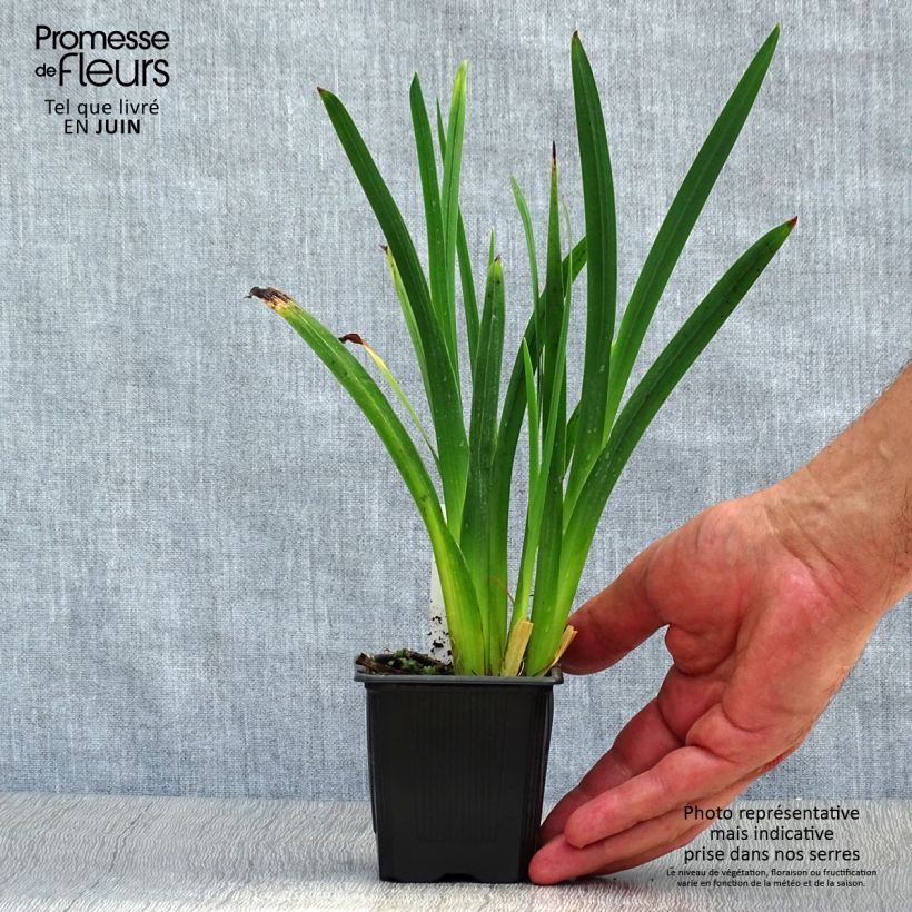 Amostra de Schizostylis coccinea Mrs Hegarty Vaso de 8/9 cm tal como entregue no verão