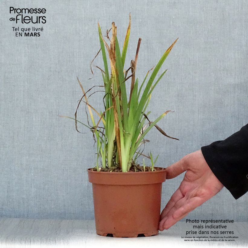 Amostra de Schizostylis cocc.Mrs Hegarty - Lis des Cafres Vaso de 2 L/3 L tal como entregue na primavera