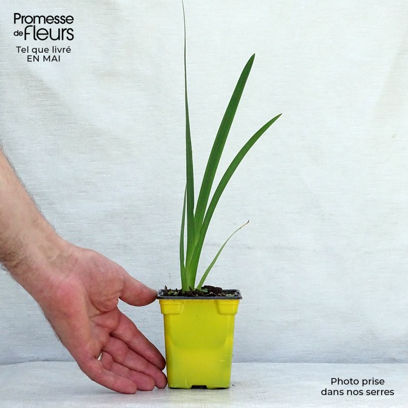 Amostra de Schizostylis coccinea Alba Vaso de 7/8 cm tal como entregue na primavera