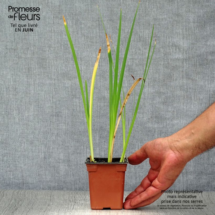 Amostra de Schizostylis coccinea Alba Vaso de 7/8 cm tal como entregue no verão